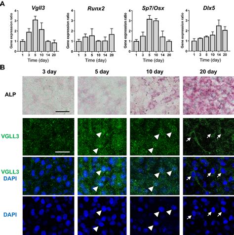 Vgll3 Expression During The Differentiation Of Mc3t3 E1 Cells A The