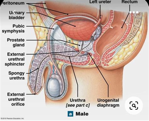 Aparato reproductor rompecabezas en línea