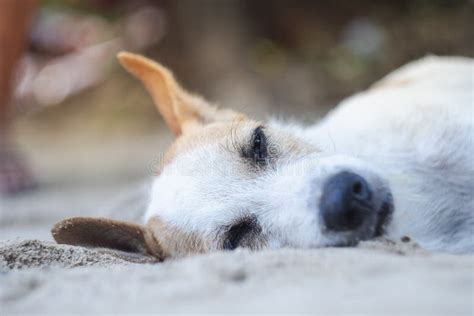 Cane Randagio Con Il Fronte Sonnolento Che Si Trova Sulla Spiaggia Di