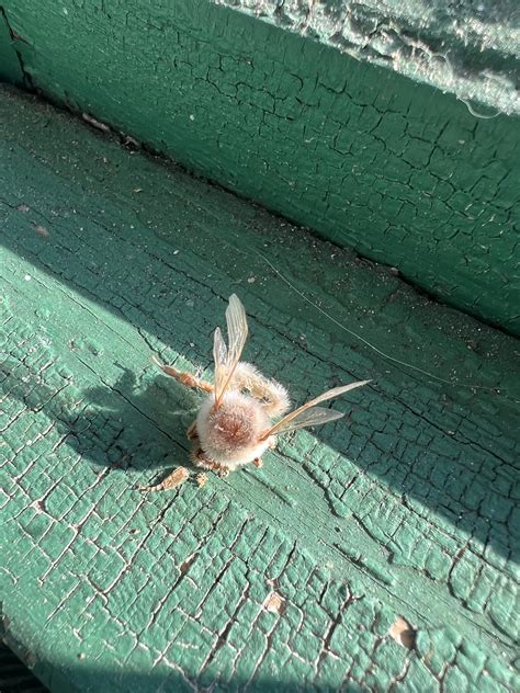 A bumblebee got trapped in my porch, died in the windowsill, and got