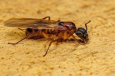 Hembra Adulta De Hormiga Reina Carpintera Foto Premium