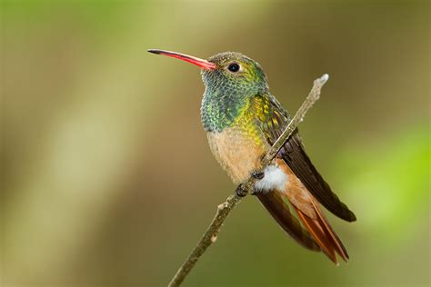 Buff Bellied Hummingbird Species - Hummingbirds Plus