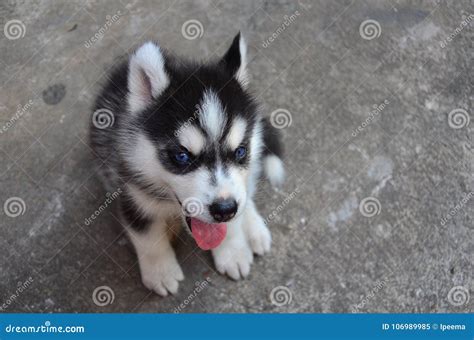 Little Siberian Husky. Cute Baby Dog with Blue Eyes. Stock Image ...