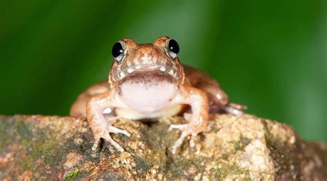 Du Researchers Discover New Frog Species Name It After Renowned Plant