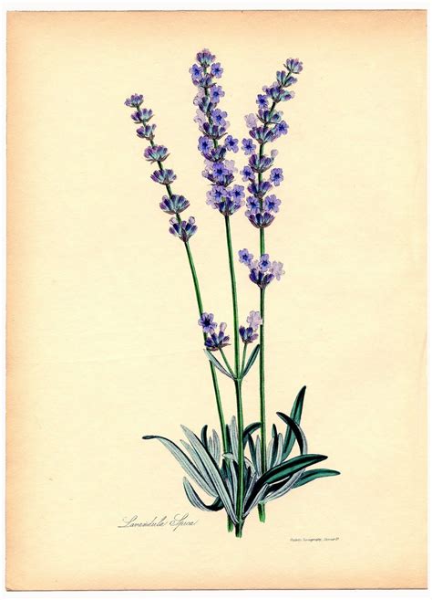 Instant Art Printable Superb Lavender Botanical Vintage Botanical