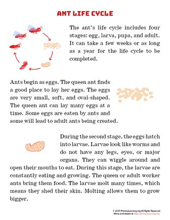 Ant Life Cycle Article PrimaryLearning Org