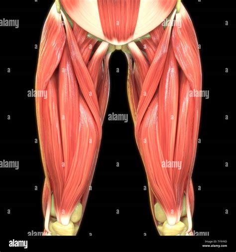 Back Muscles Anatomy Hi Res Stock Photography And Images Alamy