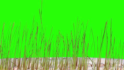 Grass Grows From A Computer Keyboard Green Screen Full Hd Triticum L Timelapse Stock