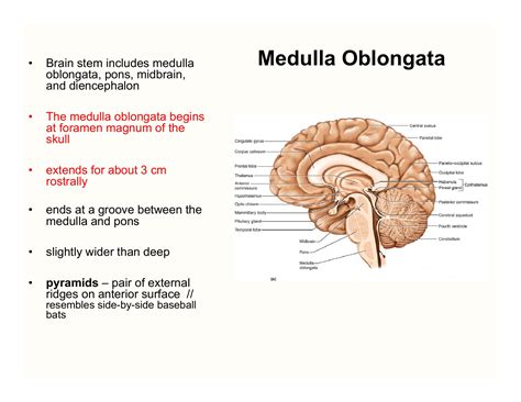 Question Video: Recalling The Function Of The Medulla, 55% OFF