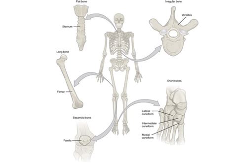 Anatomy Skeletal System Test Flashcards Quizlet