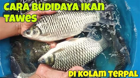 CARA BUDIDAYA IKAN TAWES DI KOLAM TERPAL MUDAH DAN MENGHASILKAN YouTube