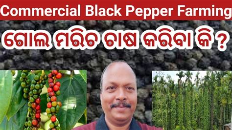 Commercial Black Pepper Farming In Odisha Spice Farming Guava