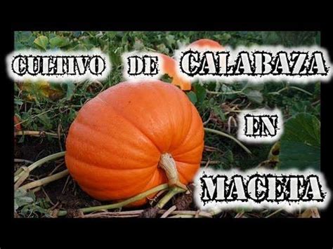 C Mo Cultivar Calabazas En Maceta Huerto Urbano Youtube Cultivo