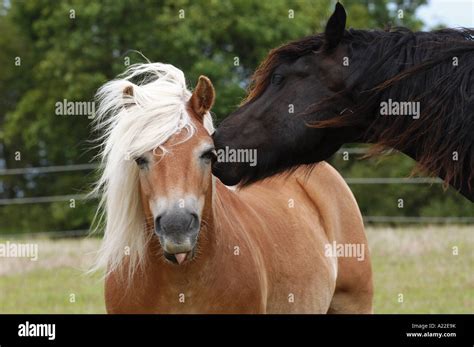 Friesian Horse And Haflinger Horse Stock Photo Alamy