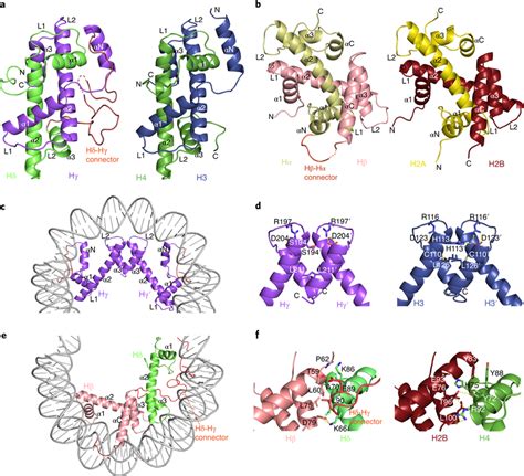 General Architecture Of Histones A B Comparison Of Msv Histone Forced