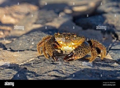 Xanthid Crabs Hi Res Stock Photography And Images Alamy