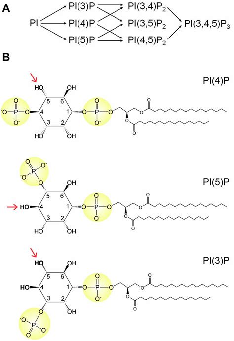 Mechanism Of Substrate Specificity Of Phosphatidylinositol Phosphate