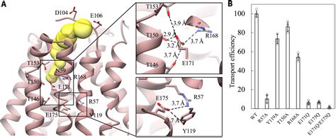 The Molecular Mechanism Of Sialic Acid Transport Mediated By Sialin