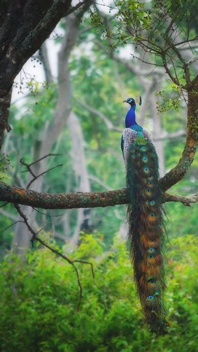 Peacock Sitting On Tree 1080x1920 Resolution Wallpaper