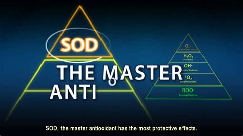 Superoxide Dismutase Sod A Powerful Primary Antioxidant Youtube