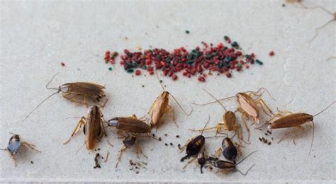 A Guide to Exterminating Baby Roaches in Your Home