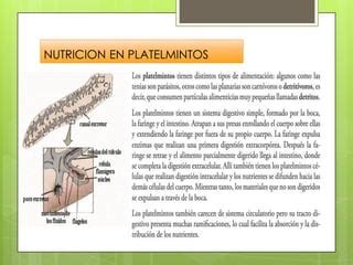 Nutrici N En Hongos Y Plantas Ppt