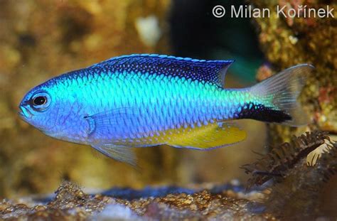 Andaman Damselfish Pomacentrus Alleni Cm In Eastern Indian Ocean