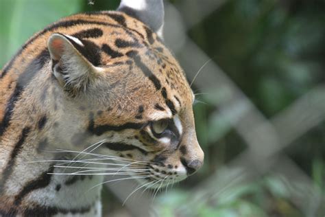 Ocelot - SAFE Worldwide