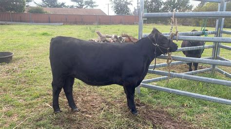 Australian Lowline Cattle And Genetics For Sale Alca