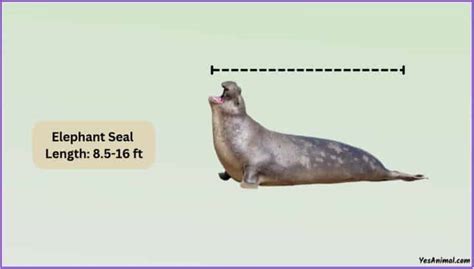 Elephant Seal Size: How Big Are They Compared To Others?