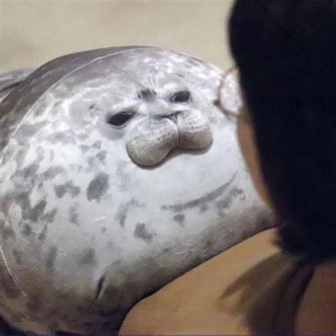 Blob Seal Pillow Angry Seal Pillow Blob Seal Plush Angry Seal Plush