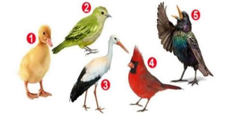 Test de personnalité quel oiseau préférez vous Ce quiz vous