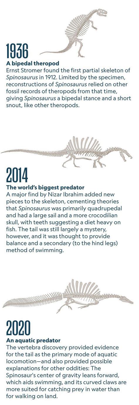 The Evolution Of Our Understanding Of Spinosaurus Throughout History