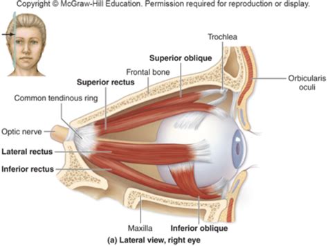 Vision Special Senses Flashcards Quizlet