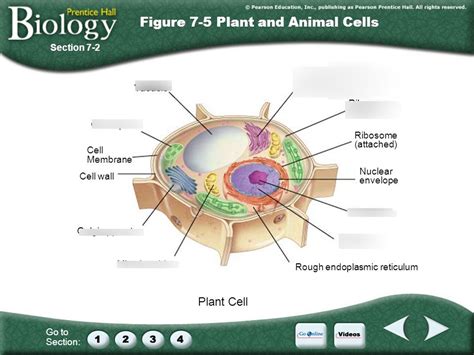 Biology Diagram Quizlet