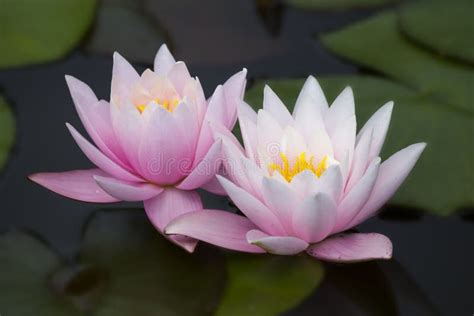 Two Pink Lotus Flowers Water Lily Stock Image Image Of Petal Perfume