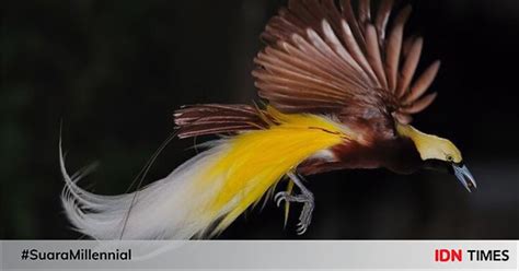 13 Arti Mimpi Melihat Burung Pertanda Baik Atau Buruk