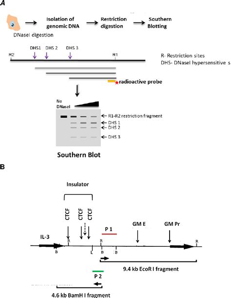 Pdf Role Of Mapk And Nf B Signalling Pathways In The Regulation Of