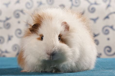 Guinea Pig Breeds List With Pictures