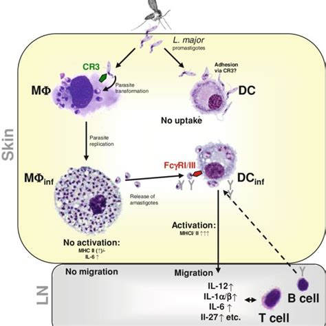 Pdf Dendritic Cells In Leishmania Major Infections Mechanisms Of