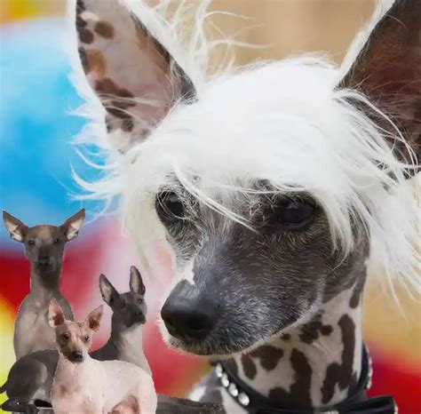 Perros sin pelo 4 razas exóticas y cómo cuidar su piel Smylepets