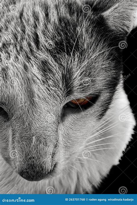 The Cat Face Looks Like it S Angry Stock Photo - Image of like, angry ...