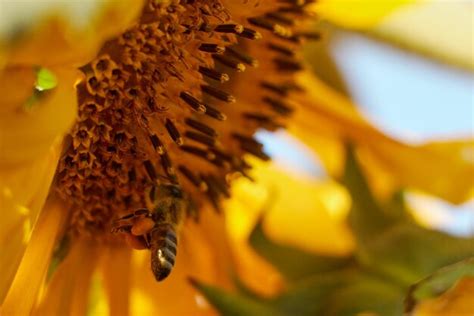 Uma abelha está em um girassol uma grande abelha Foto Premium