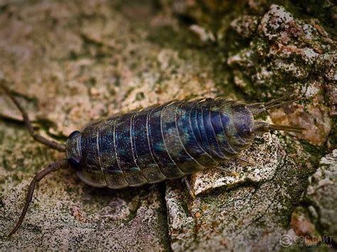 Откуда появляются мокрицы? - отвечает специалист СЭС