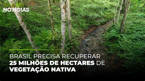 Brasil Precisa Recuperar Milh Es De Hectares De Vegeta O Nativa