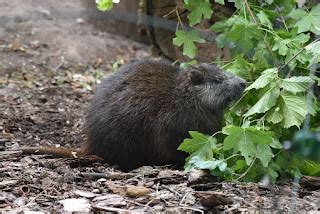 ZOOTOGRAFIANDO (MI COLECCIÓN DE FOTOS DE ANIMALES): JUTIA CONGA / DESMAREST´S HUTIA (Capromys ...