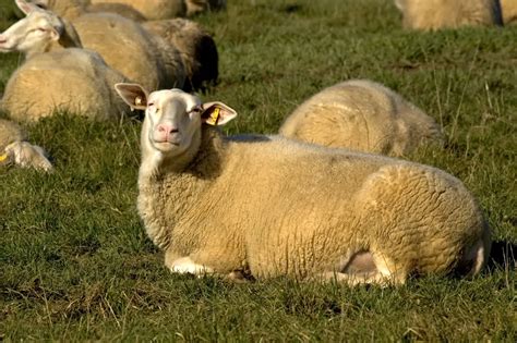 East Friesian Sheep Breed Information History And Facts