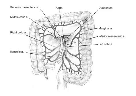 Superior Mesenteric Artery mesenteric vascular anatomy is based on ...