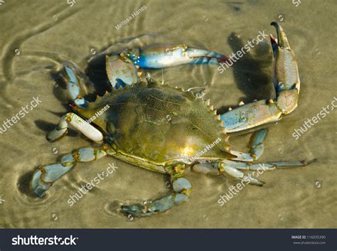 Blue Crab Water Stock Photo Edit Now 116035390