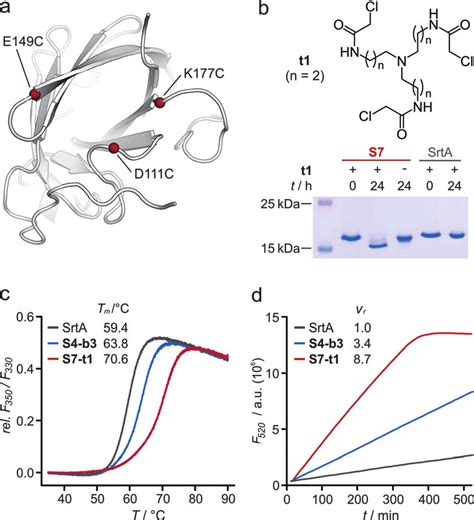 A Nmr Structure Of Srta Pdb Ija With Positions Of Cysteine